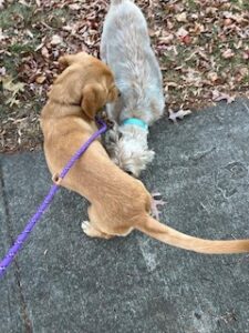 Yellow Labrador Retriever