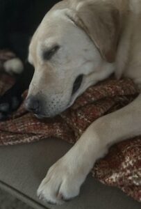 Yellow Labrador Retriever