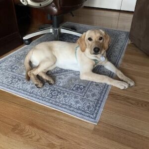 Yellow Labrador Retriever