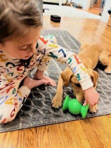 Yellow Labrador Retriever