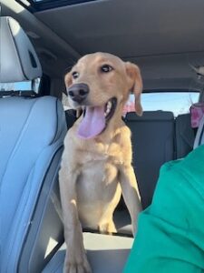 Yellow Labrador Retriever