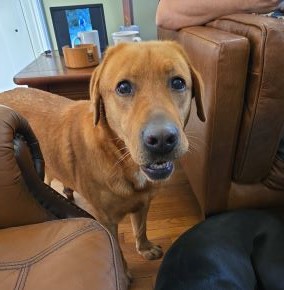 Yellow Labrador Retriever