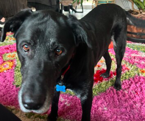 Black Labrador Retriever