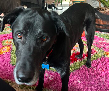 Chevy - Brookline Labrador Retriever Rescue