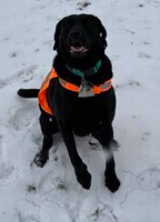 Black Labrador Retriever