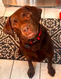 Chocolate Labrador retriever