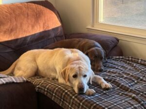 Yellow Labrador Retriever