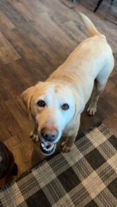 Yellow Labrador Retriever