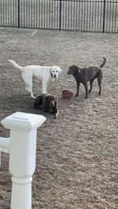 Yellow Labrador Retriever