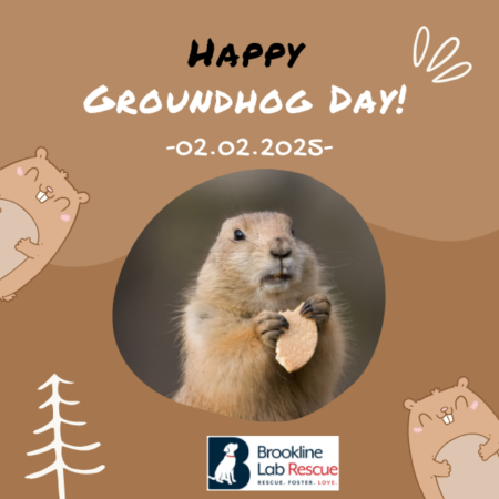 groundhog day watch live 2025