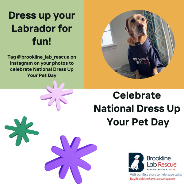 Dress Up Your Pet holiday graphic