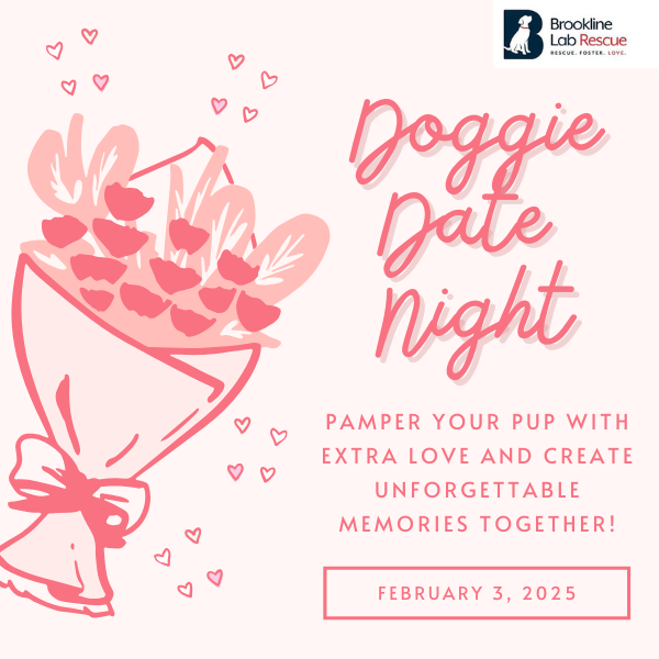 Doggie Date Night, Fun with your Dog, Spoil Your Dog