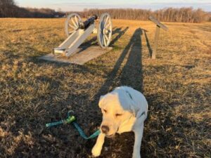 Yellow Labrador Retriever