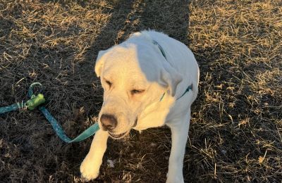 Yellow Labrador Retriever