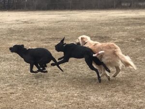 Black Labrador Mix