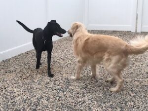 black labrador retriever mix