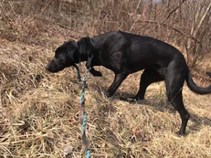 Black Labrador Mix