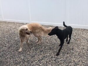 black labrador retriever mix