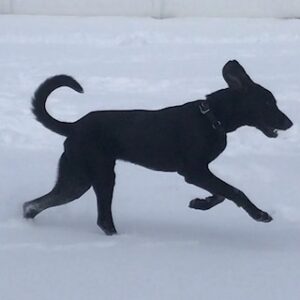 Black Labrador Retriever Mix