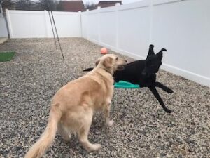 black labrador retriever mix