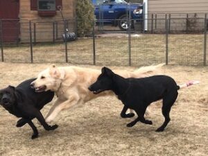 Black Labrador Mix