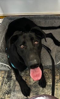 Black Labrador Retriever Mix