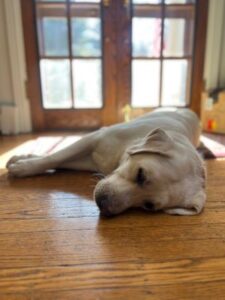 Yellow Labrador Retriever