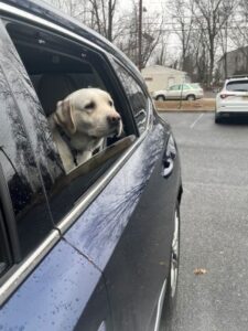 Yellow Labrador Retriever