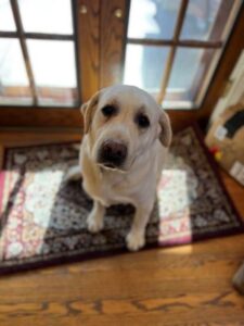 Yellow Labrador Retriever