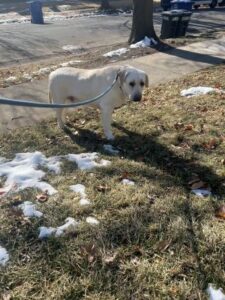 Yellow Labrador Retriever