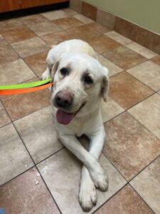 Yellow Labrador Retriever