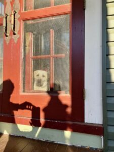 Yellow Labrador Retriever