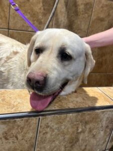 Yellow Labrador Retriever