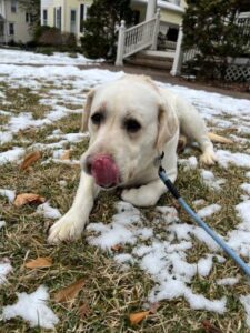 Yellow Labrador Retriever