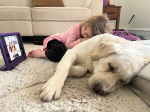 Yellow Labrador Retriever