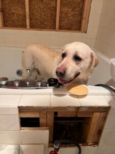 Yellow Labrador Retriever