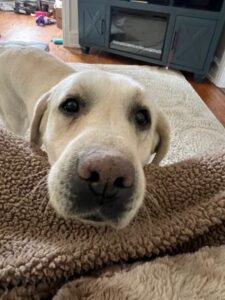 Yellow Labrador Retriever