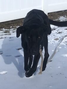 Black Labrador Mix