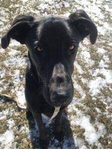 Black Labrador Mix