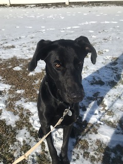 Black Labrador Mix