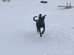 Black Labrador Retriever Mix