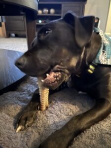 Black Labrador Retriever Mix