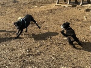 Black Labrador Retriever Mix