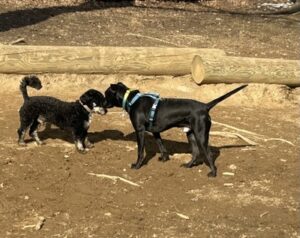 Black Labrador Retriever Mix