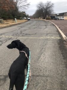 Black Labrador Mix