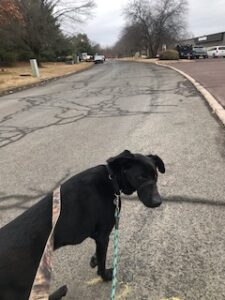 Black Labrador Mix