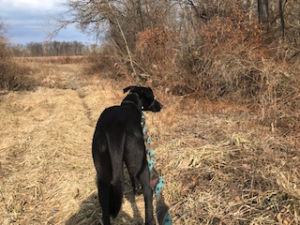 Black Labrador Mix