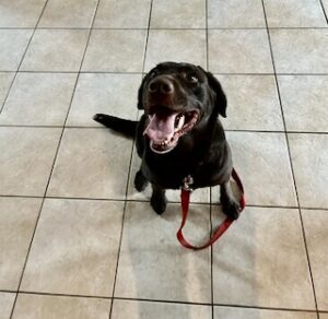 Chocolate Labrador Retriever