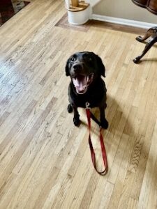 Chocolate Labrador Retriever