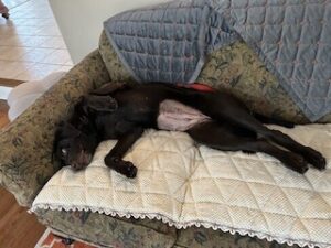 Chocolate Labrador Retriever